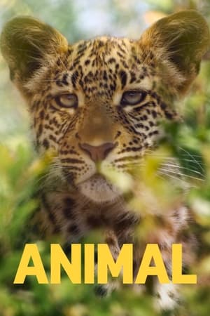 Animal T 1 C 4 online gratis