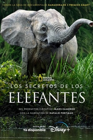 Los secretos de los elefantes T 1 C 4 online gratis